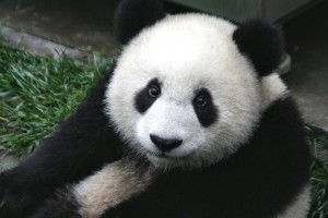panda-video